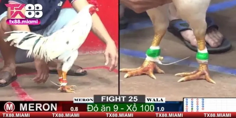 Một số cửa cược có thể tham khảo khi tham gia cược cửa sắt